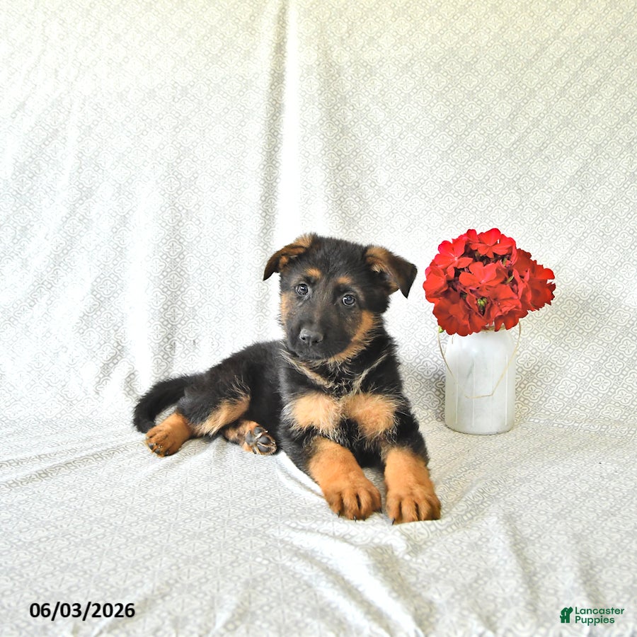 German Shepherd dogs for sale: Buddy - Ad 4