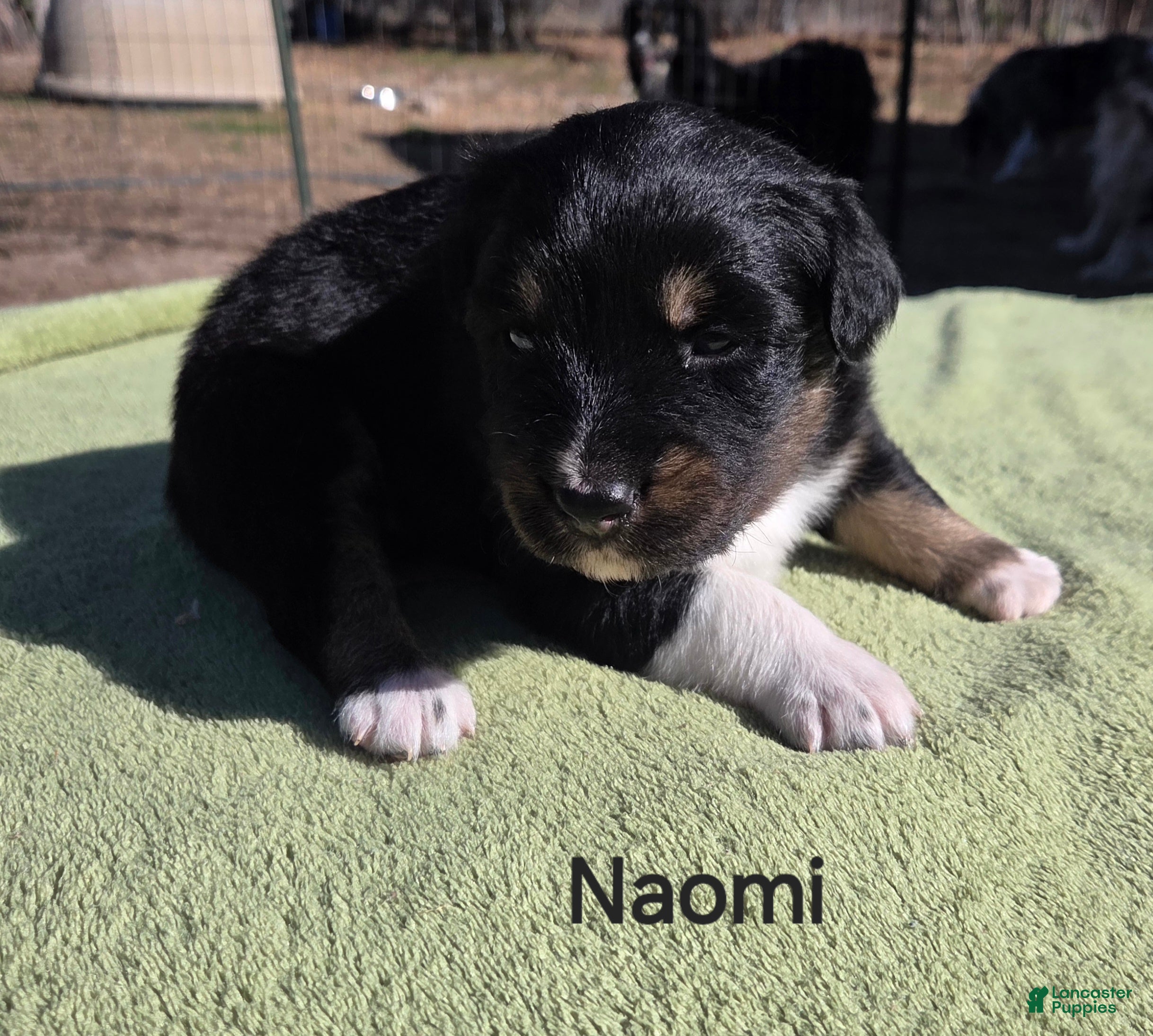 Australian Shepherd dogs Naomi - Ad 5