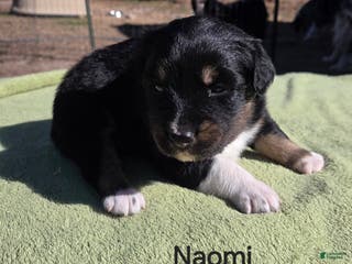 Australian Shepherd dogs Naomi - Ad 8