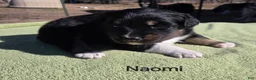 Australian Shepherd dogs for sale: Naomi - Ad 1