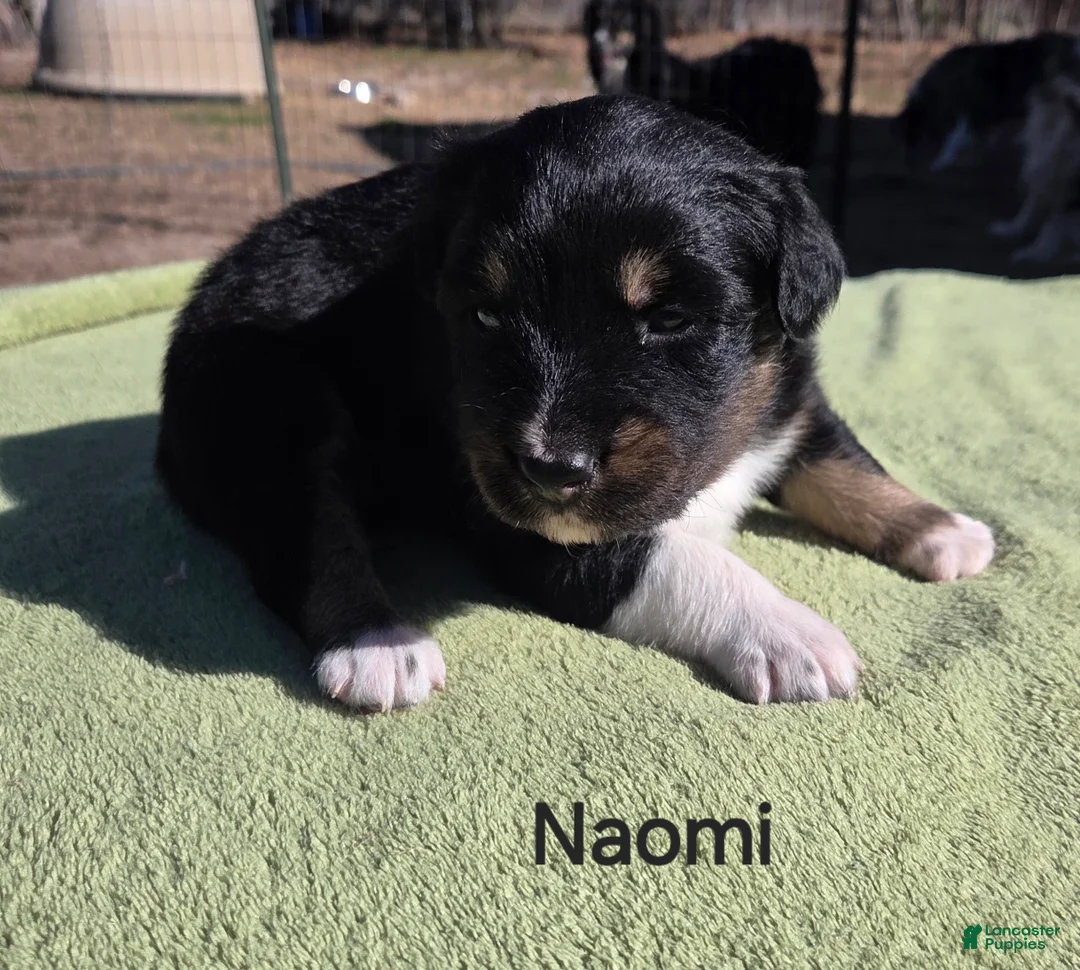 Australian Shepherd dogs for sale: Naomi - Ad 1