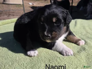 Australian Shepherd dogs Naomi - Ad 12
