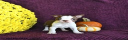 Boston Terrier dogs for sale: Trent - Ad 14