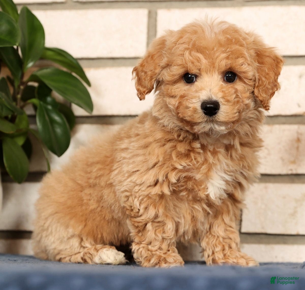 Bichpoo dogs Chase - Ad 12