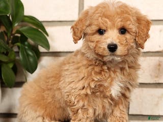 Bichpoo dogs Chase - Ad 12