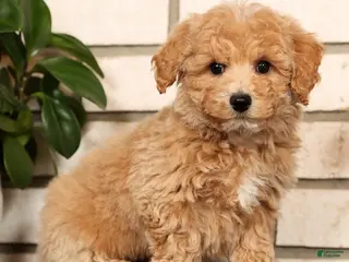 Bichpoo dogs Chase - Ad 8