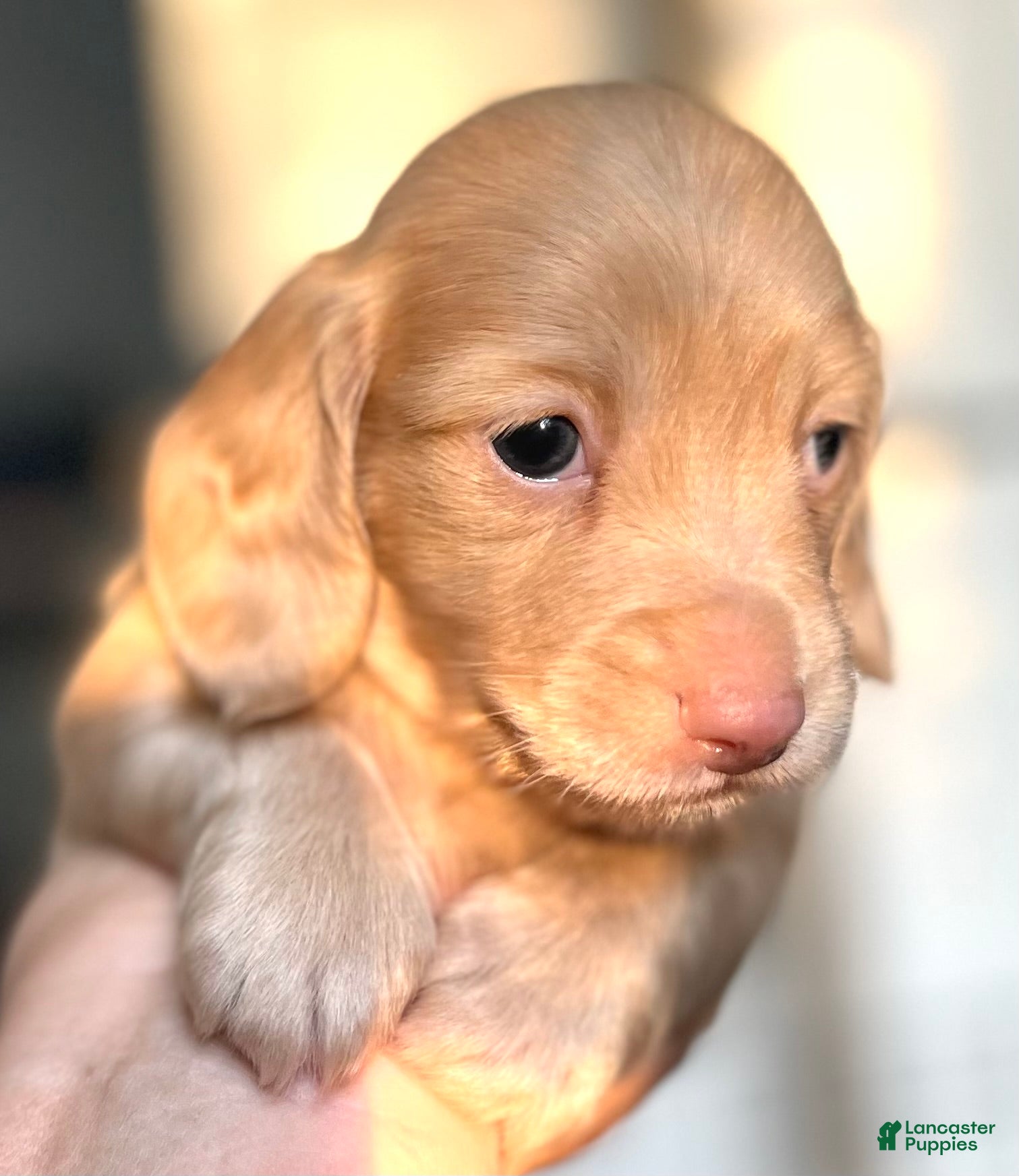 Dachshund dogs for sale: Friedrich  - Ad 1