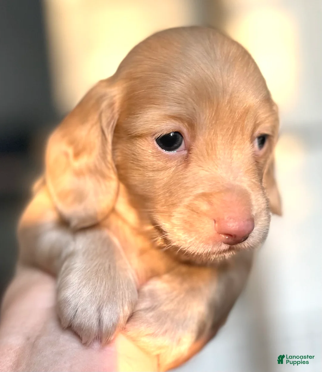 Dachshund dogs for sale: Friedrich  - Ad 1