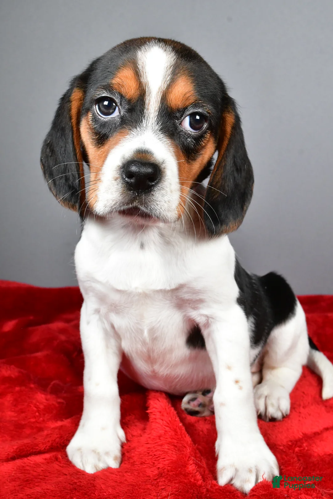 Beagle dogs for sale: Peggy - Ad 5