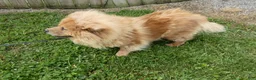Chow Chow dogs for sale: Chow Chow 1 Lulu - Ad 2
