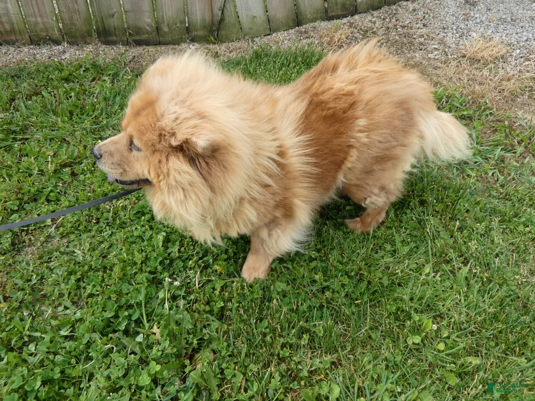 Chow Chow dogs for sale: Chow Chow 1 Lulu - Ad 2