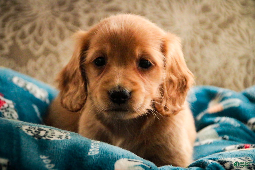 Miniature Dachshund dogs for sale: Snowflake - Ad 1