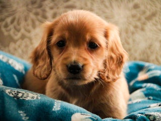 Miniature Dachshund dogs Snowflake - Ad 31