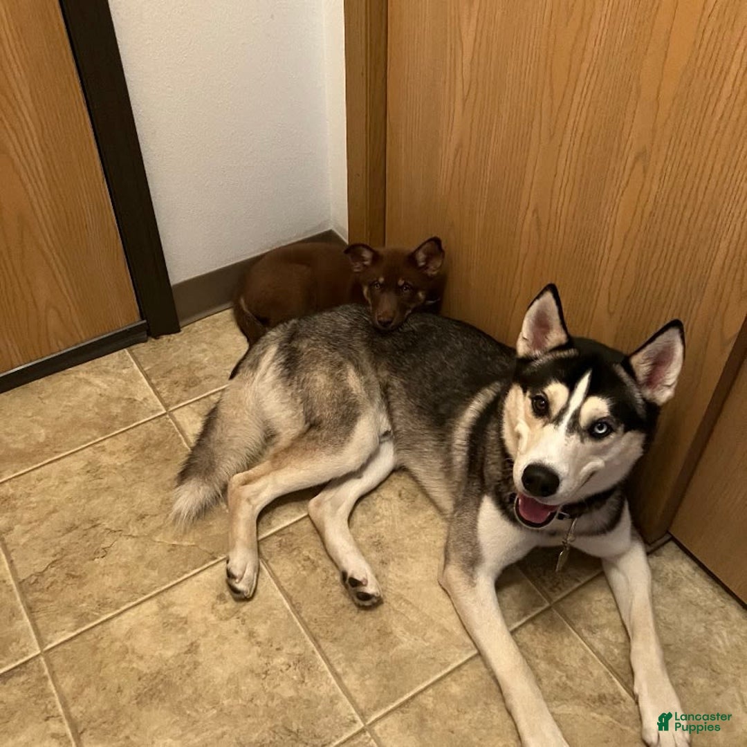 Gallery Image {{count}}