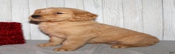 Golden Retriever dogs for sale: Pearl - Ad 5