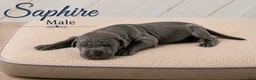 Great Dane dogs for sale: Sapphire  - Ad 3