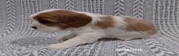 Cavalier King Charles Spaniel dogs for sale: Cavalier King Charles Spaniel Puppy 2 - Ad 7