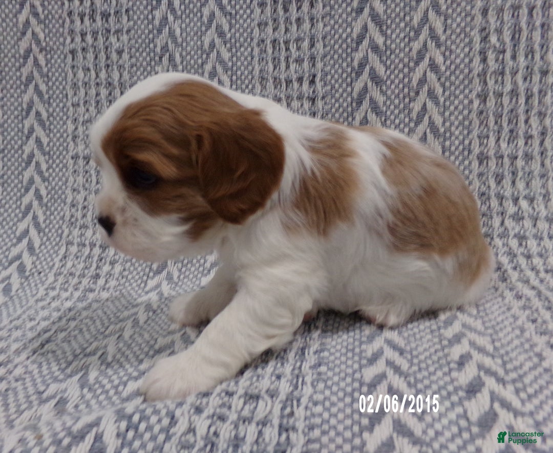 Cavalier King Charles Spaniel dogs for sale: Cavalier King Charles Spaniel Puppy 2 - Ad 7
