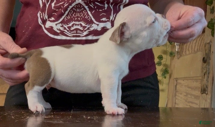 American Bully dogs for sale: Chocolate Male  - Ad 2
