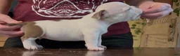 American Bully dogs for sale: Chocolate Male  - Ad 2