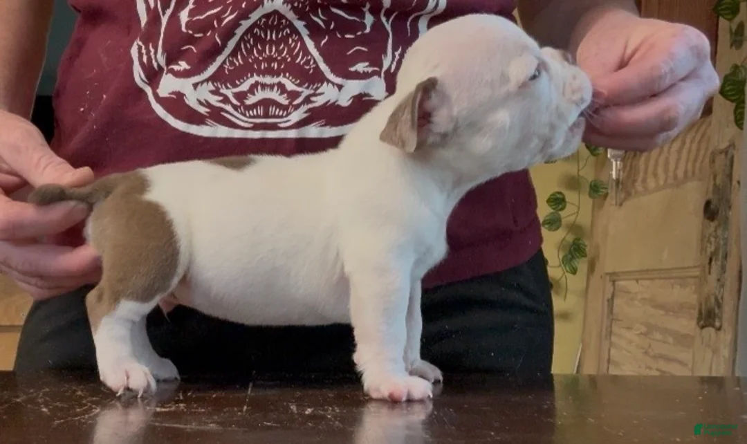 American Bully dogs for sale: Chocolate Male  - Ad 2