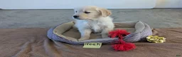 Golden Retriever dogs for sale: Noah - Ad 3