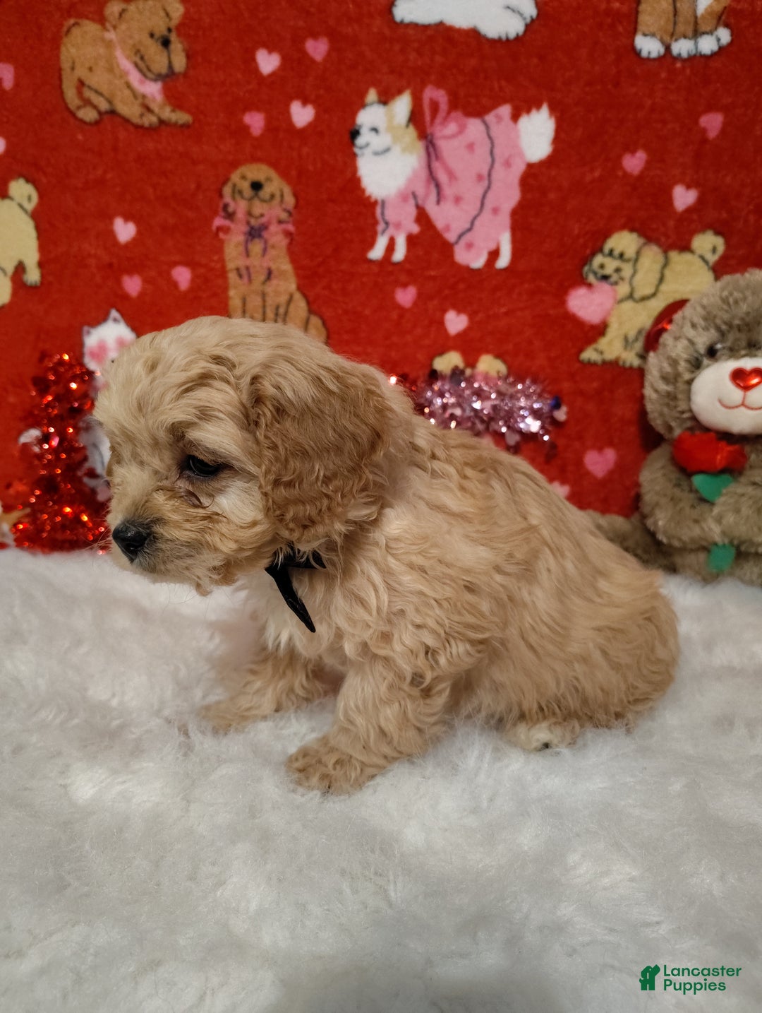 Cavapoo dogs for sale: Henry  - Ad 3