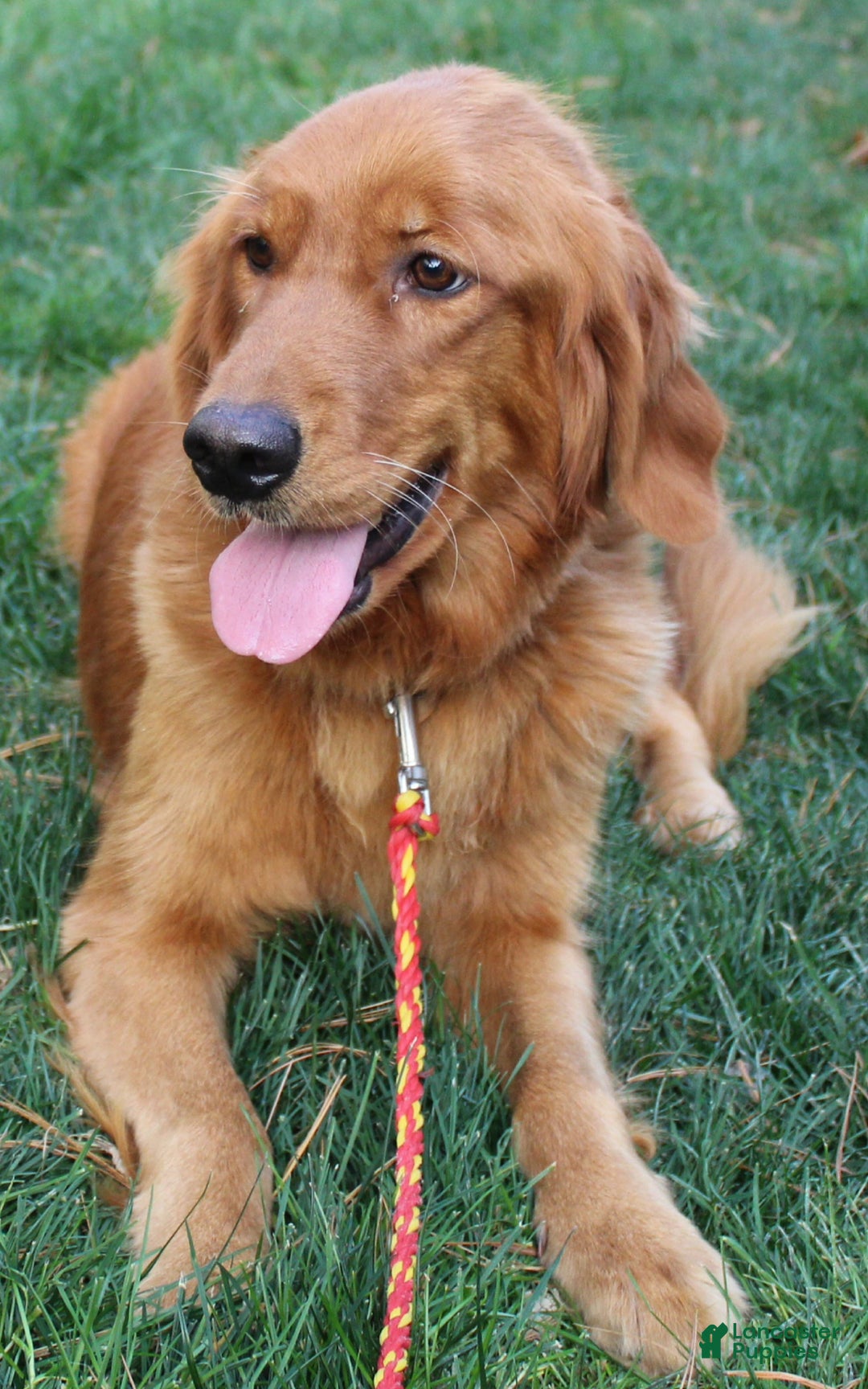 Golden Retriever dogs for sale: Golden Retriever Puppy Cameron - Ad 14