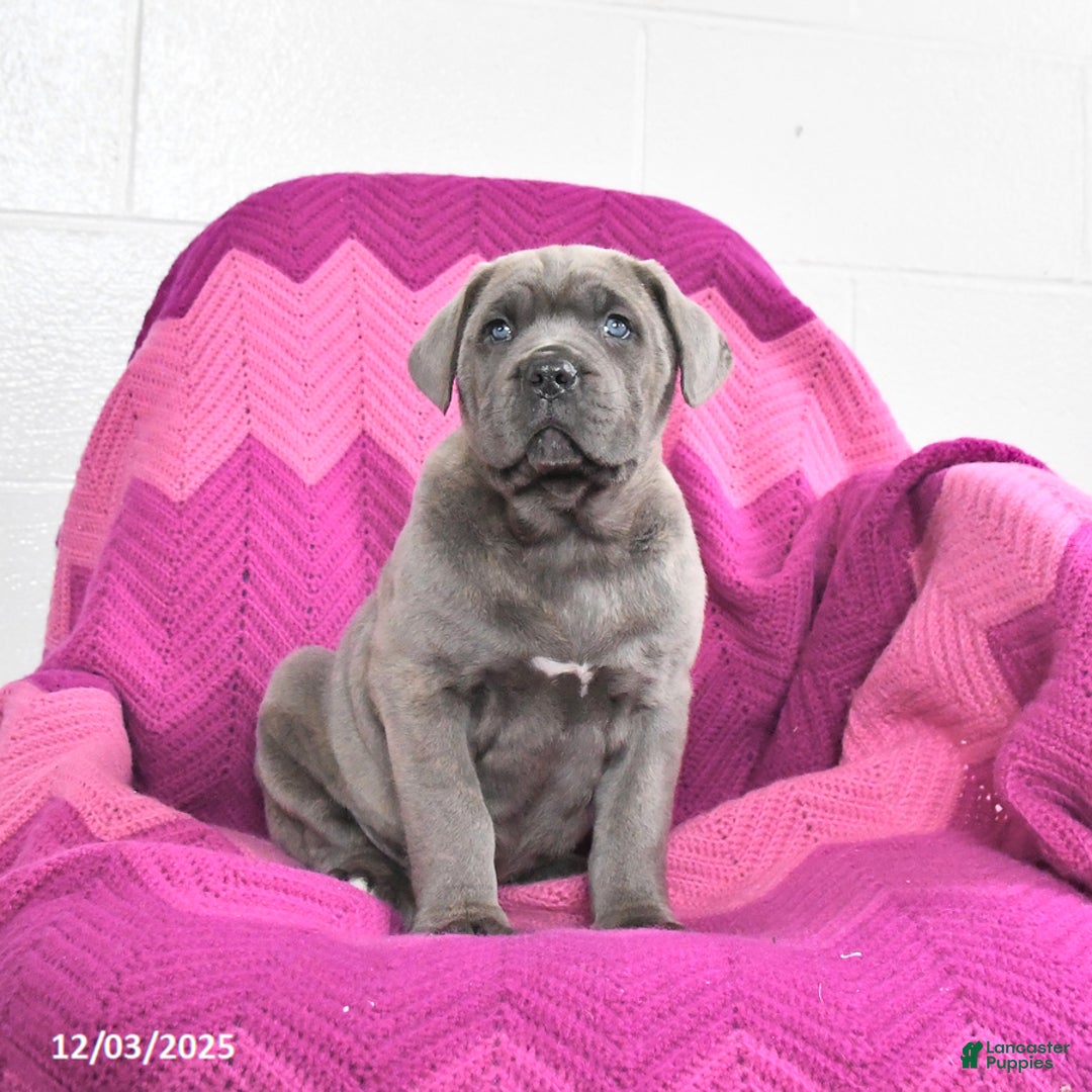 Cane Corso dogs for sale: Rocky - Ad 3