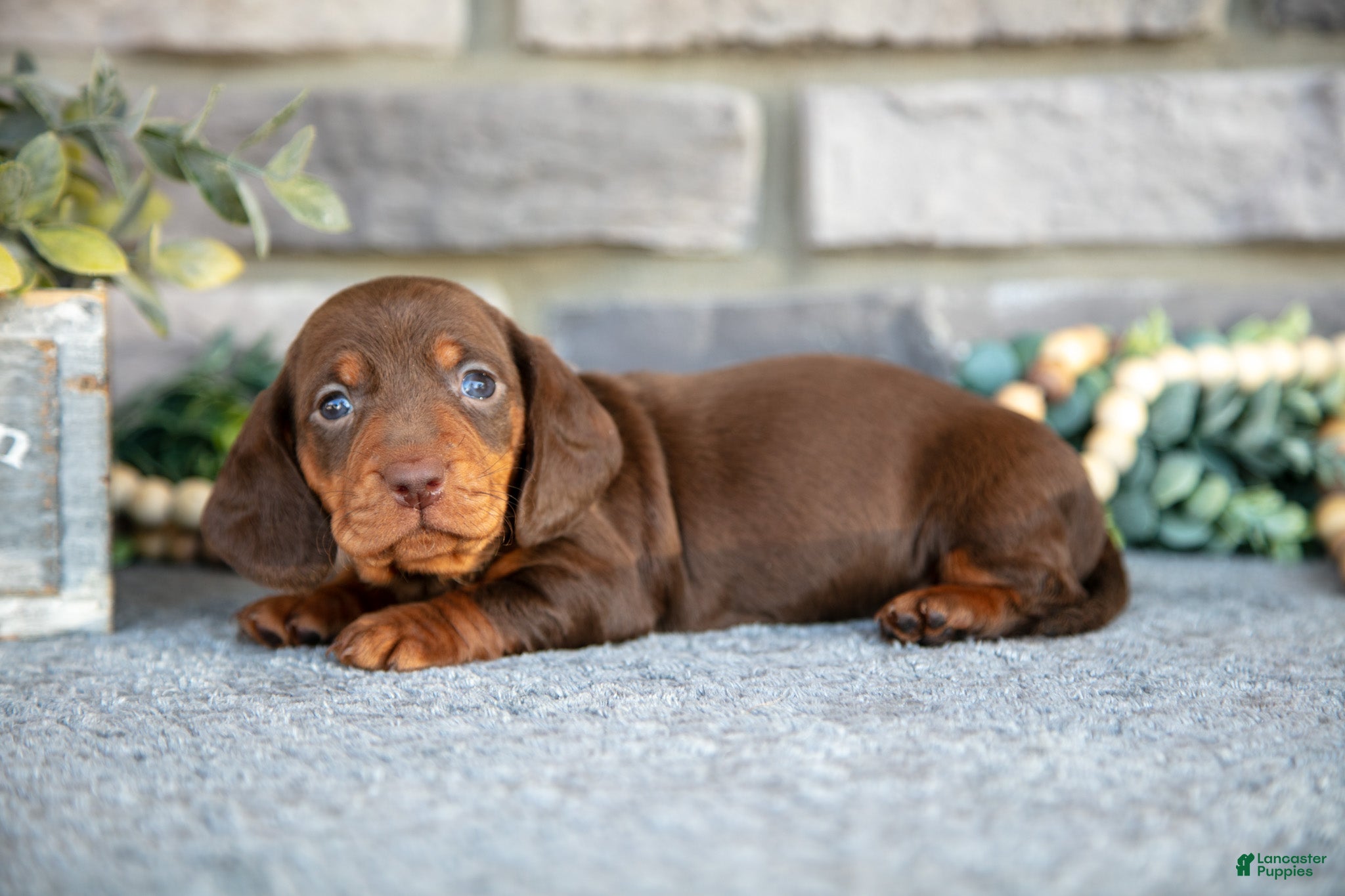 Miniature Dachshund dogs Toby - Ad 2