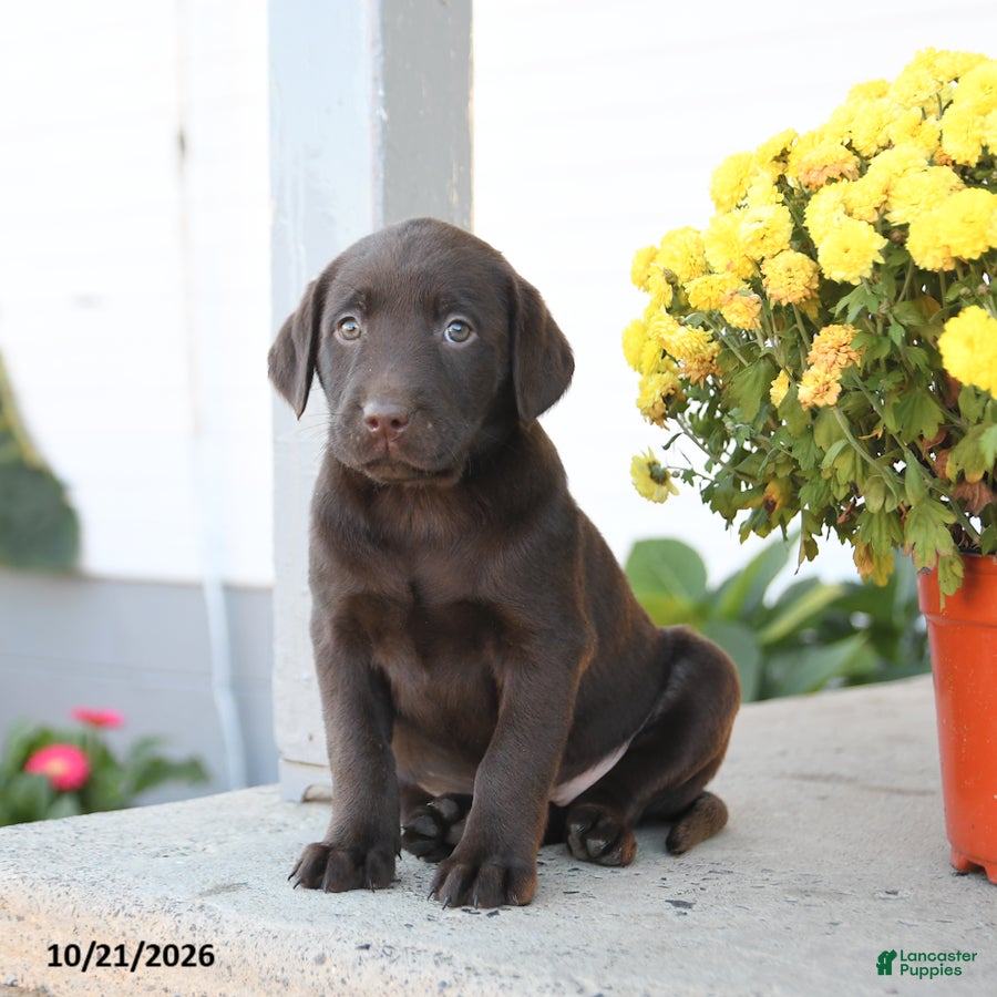 Labrador Retriever dogs for sale: Lottie - Ad 2