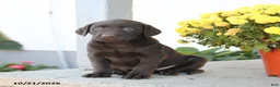 Labrador Retriever dogs for sale: Lottie - Ad 2