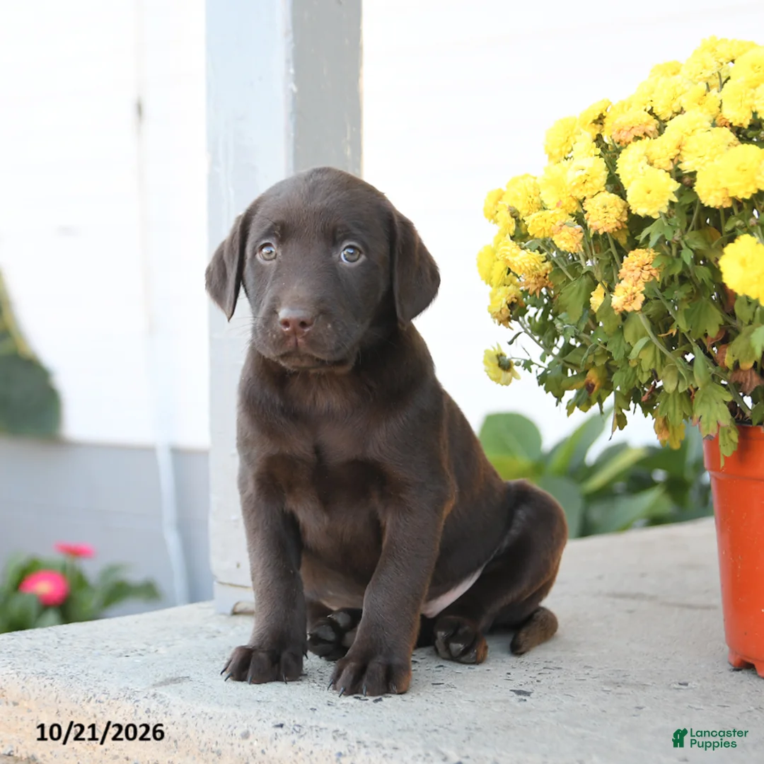 Labrador Retriever dogs for sale: Lottie - Ad 2