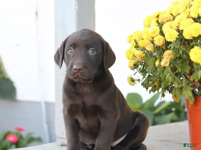 Labrador Retriever dogs for sale: Lottie - Ad 2