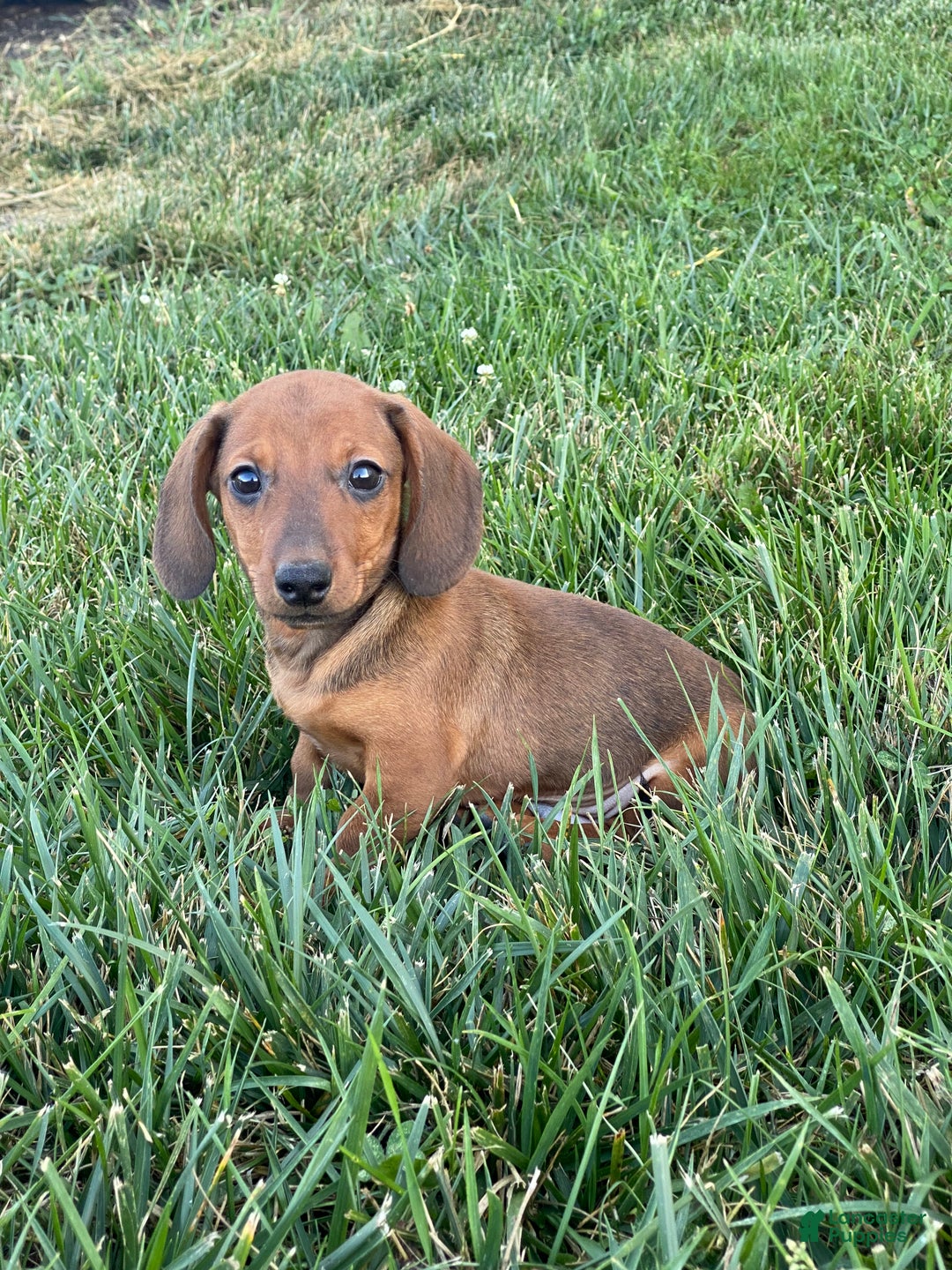 Dachshund dogs for sale: Dustin - Ad 1