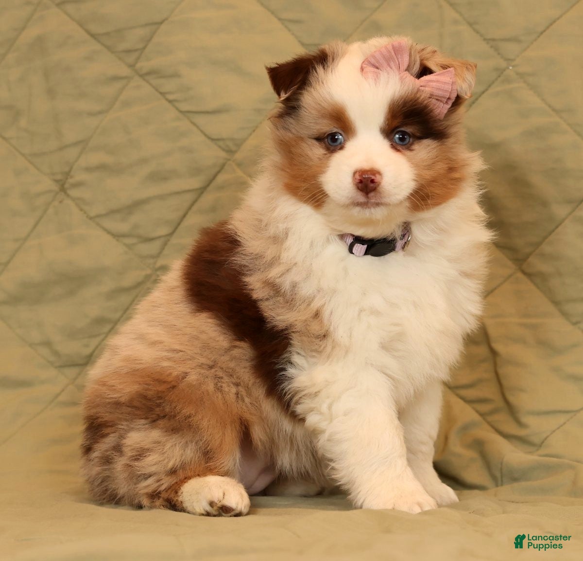 Miniature Australian Shepherd dogs Carmen - Ad 1