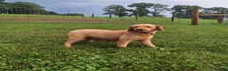 Mini Goldendoodle dogs for sale: Lily - Ad 5