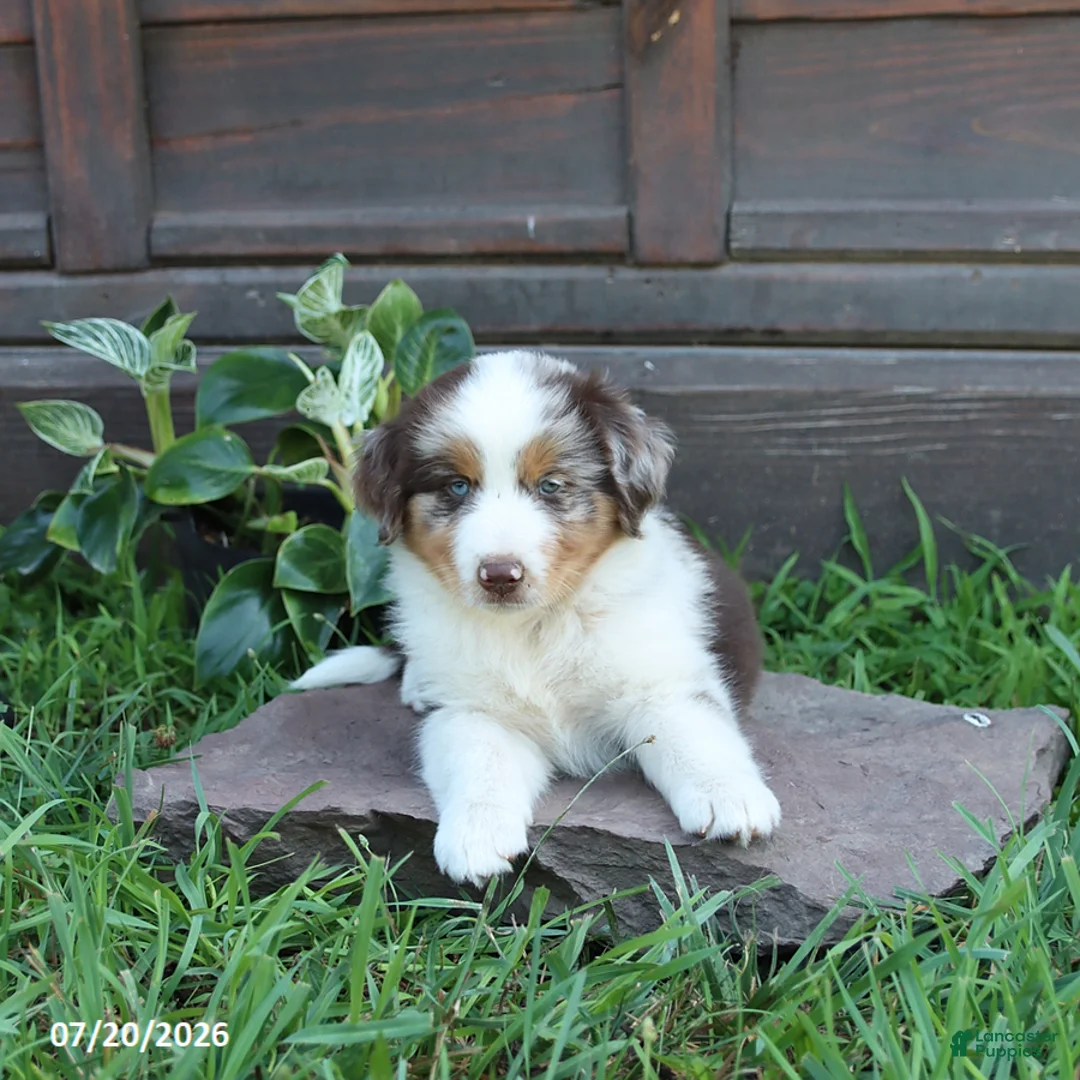 Australian Shepherd dogs for sale: Maple   - Ad 2