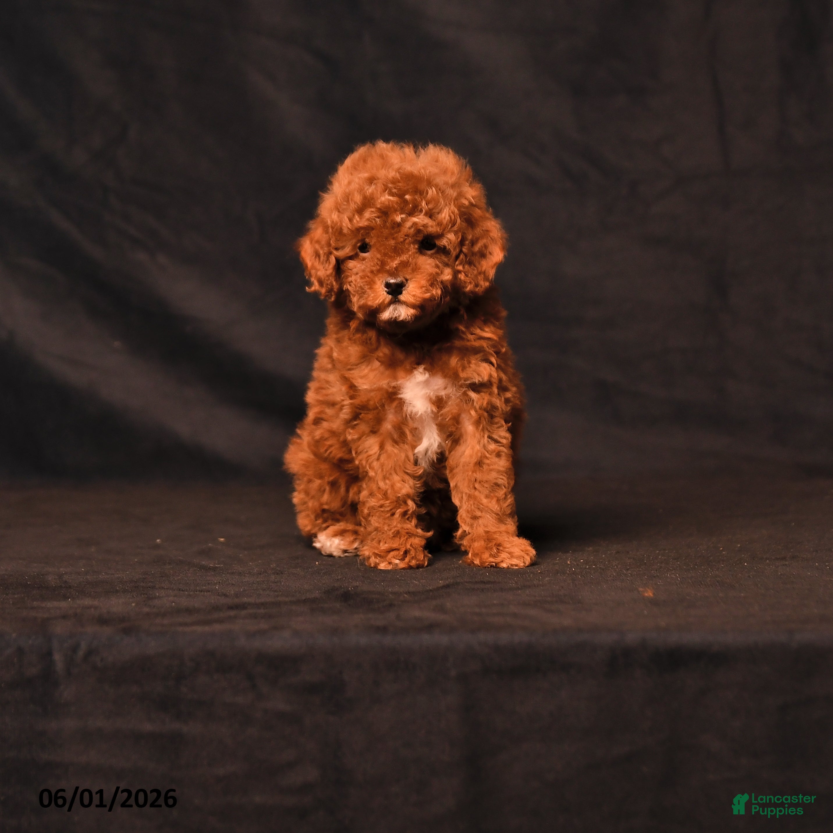 Toy Poodle dogs Tiny Daisy - Ad 1