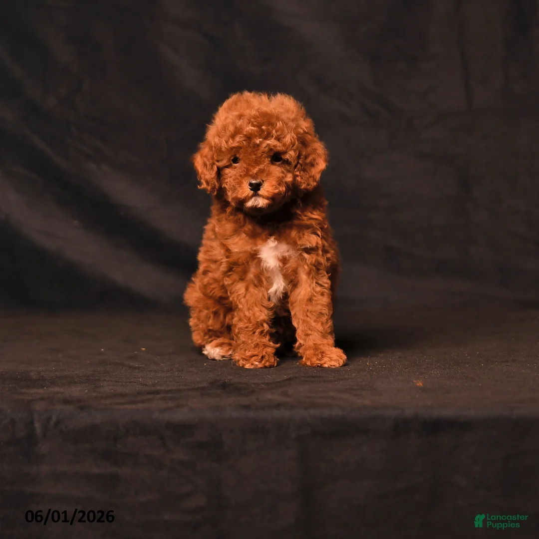 Toy Poodle dogs for sale: Tiny Daisy - Ad 1