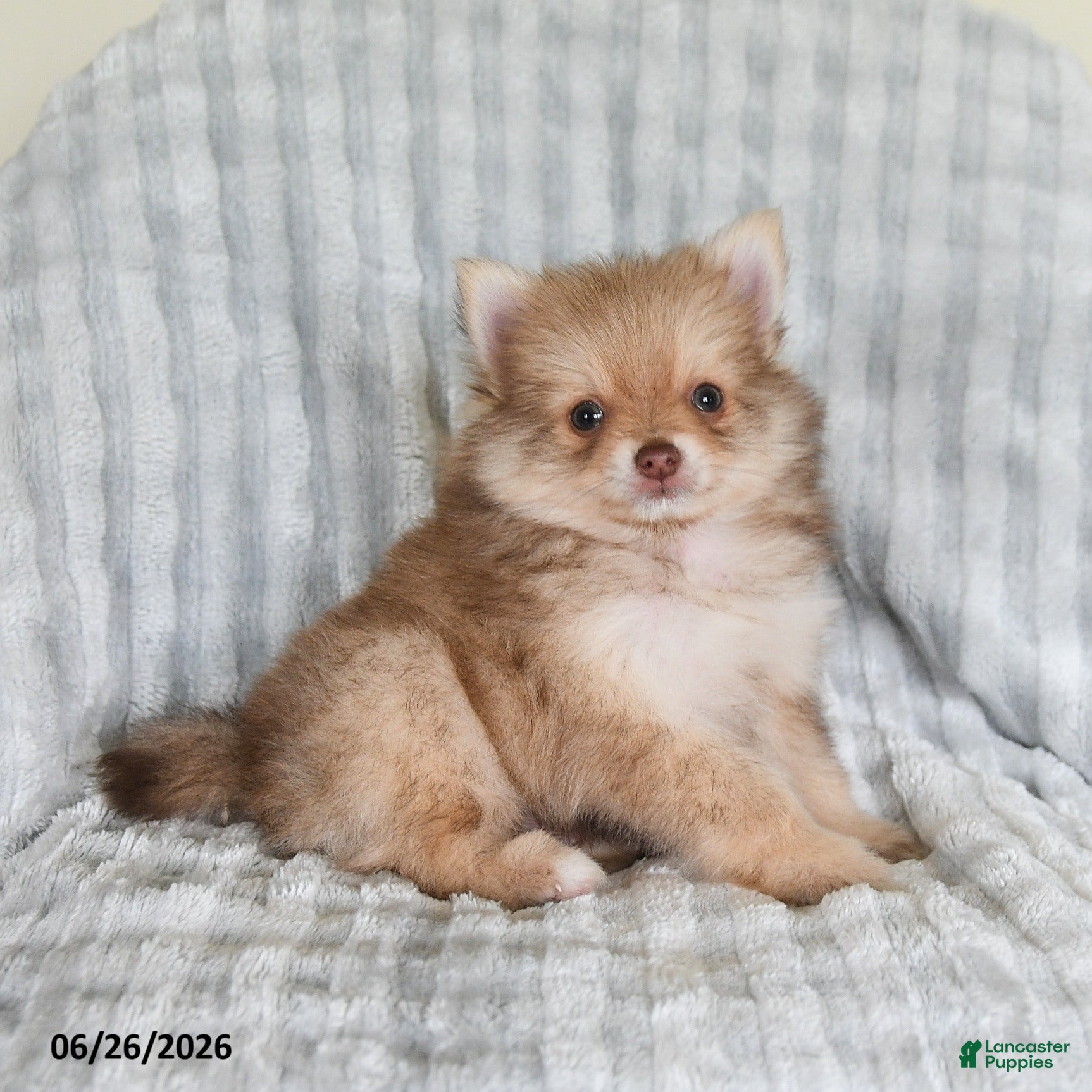 Pomsky dogs Jimmy - Ad 2