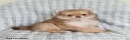 Pomsky dogs for sale: Jimmy - Ad 2