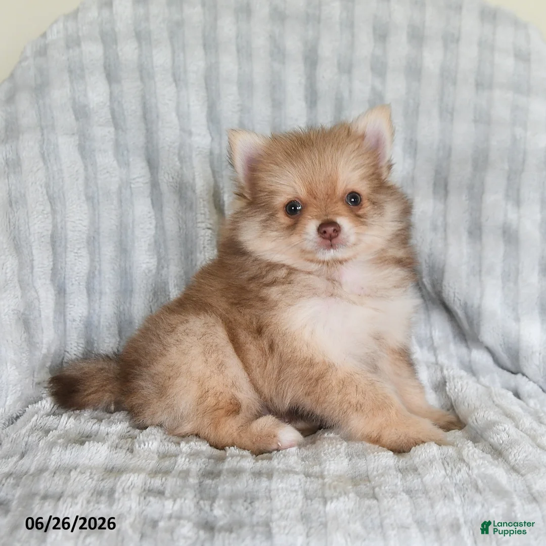 Pomsky dogs for sale: Jimmy - Ad 2