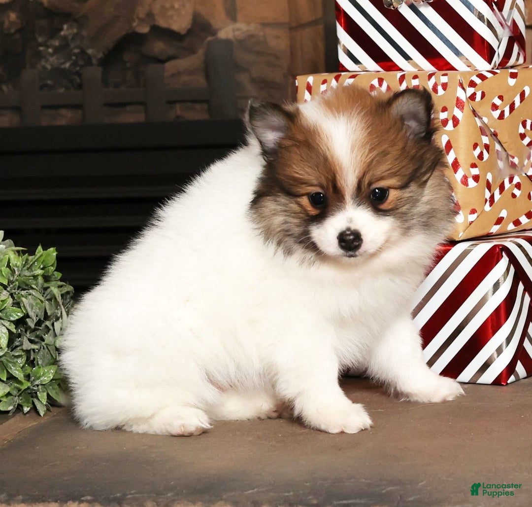 Pomeranian dogs for sale: Lexie - Ad 6