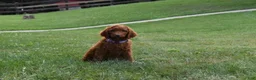 Standard Poodle dogs for sale: Eli moyen - Ad 4