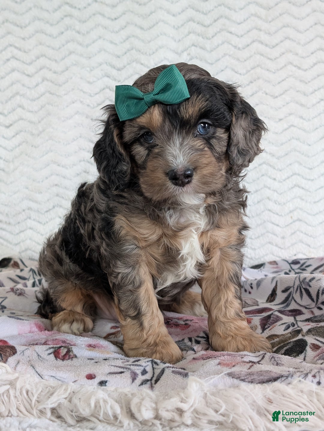 Cavapoo dogs for sale: Charlie  - Ad 28