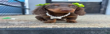 Miniature Dachshund 4