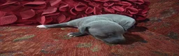 Italian Greyhound dogs for sale: Puppy 2 Female - Ad 3