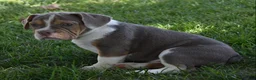 Beabull dogs for sale: Bailey  - Ad 5