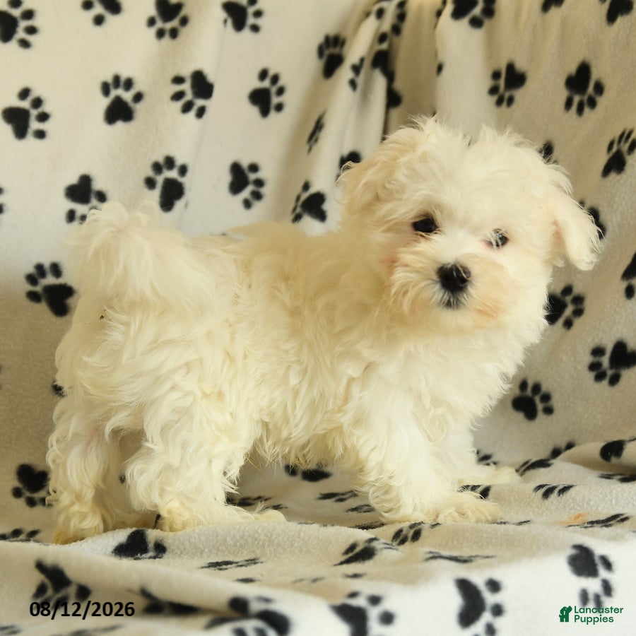 Maltese dogs Polar - Ad 2